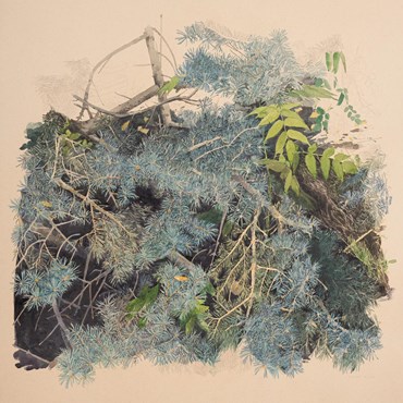 Kasra Golrang, Blue Spruce, 2023, 0