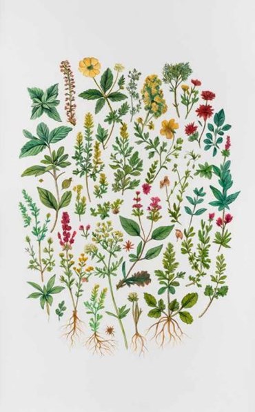 Elaheh Ramezani,  Desert Flowers, 2026, 0