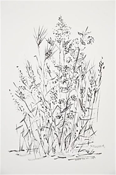 Drawing, Monir Shahroudy Farmanfarmaian, Wild Grass and Wheat, 1989, 24577