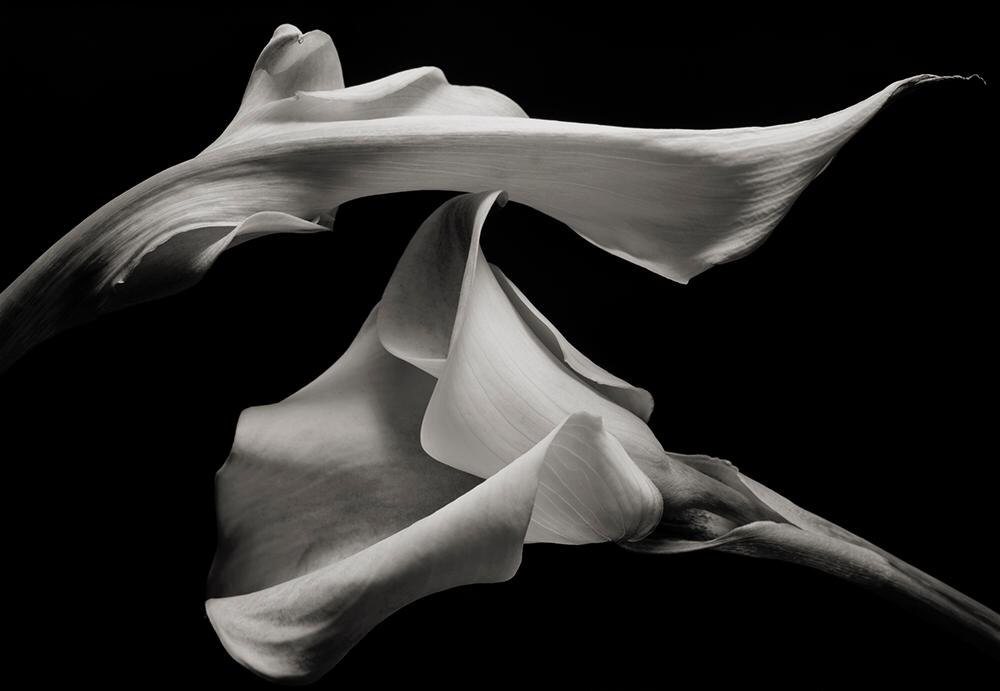 Kenro Izu, Untitled, 0