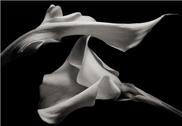 Kenro Izu, Untitled, 0, 0