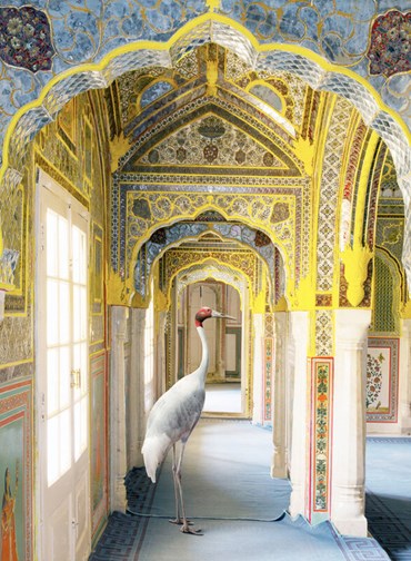 , Karen Knorr, A Steadfast Friend, Zanana, Samode Palace, 2022, 78840