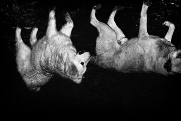 Shima Rastin, Untitled, 2020, 0