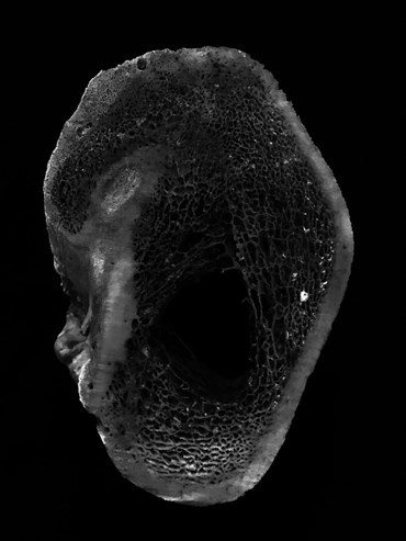 Fatemeh Taramshir, Untitled, 2021, 0