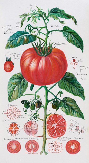 Painting, Elaheh Ramezani, Studying Specimen, Sorted, Serialized: Tomato, 2025, 83728