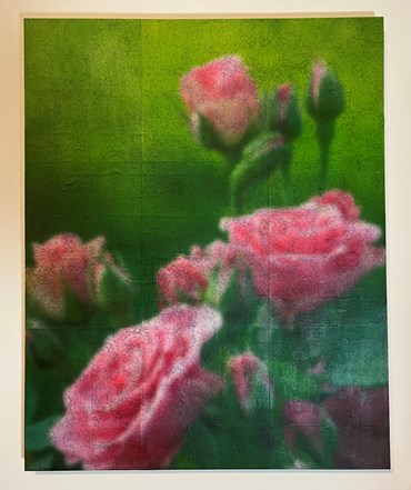 , Sepideh Salehi, Pink Rose, 2025, 79272