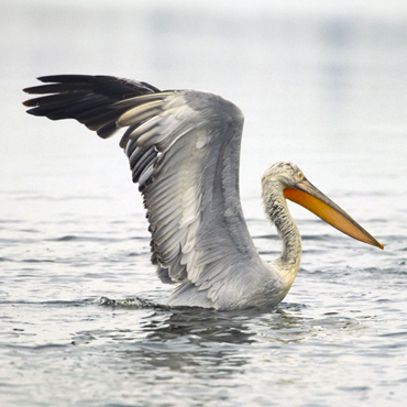 Allen Petrosian, Untitled, 0, 0