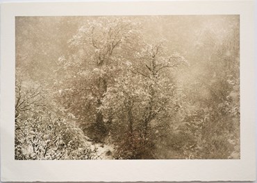 , Shahin Esfandiari, Untitled, 2024, 82268