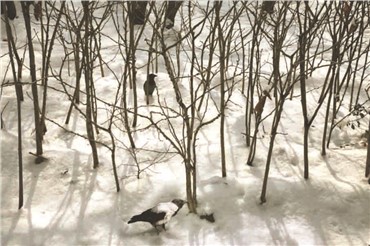 Photography, Abbas Kiarostami, Trees and Crows 53, 2007, 8878