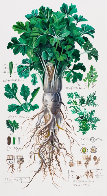 Painting, Elaheh Ramezani, Studying Specimen, Sorted, Serialized: Cilantro, 2025, 83722