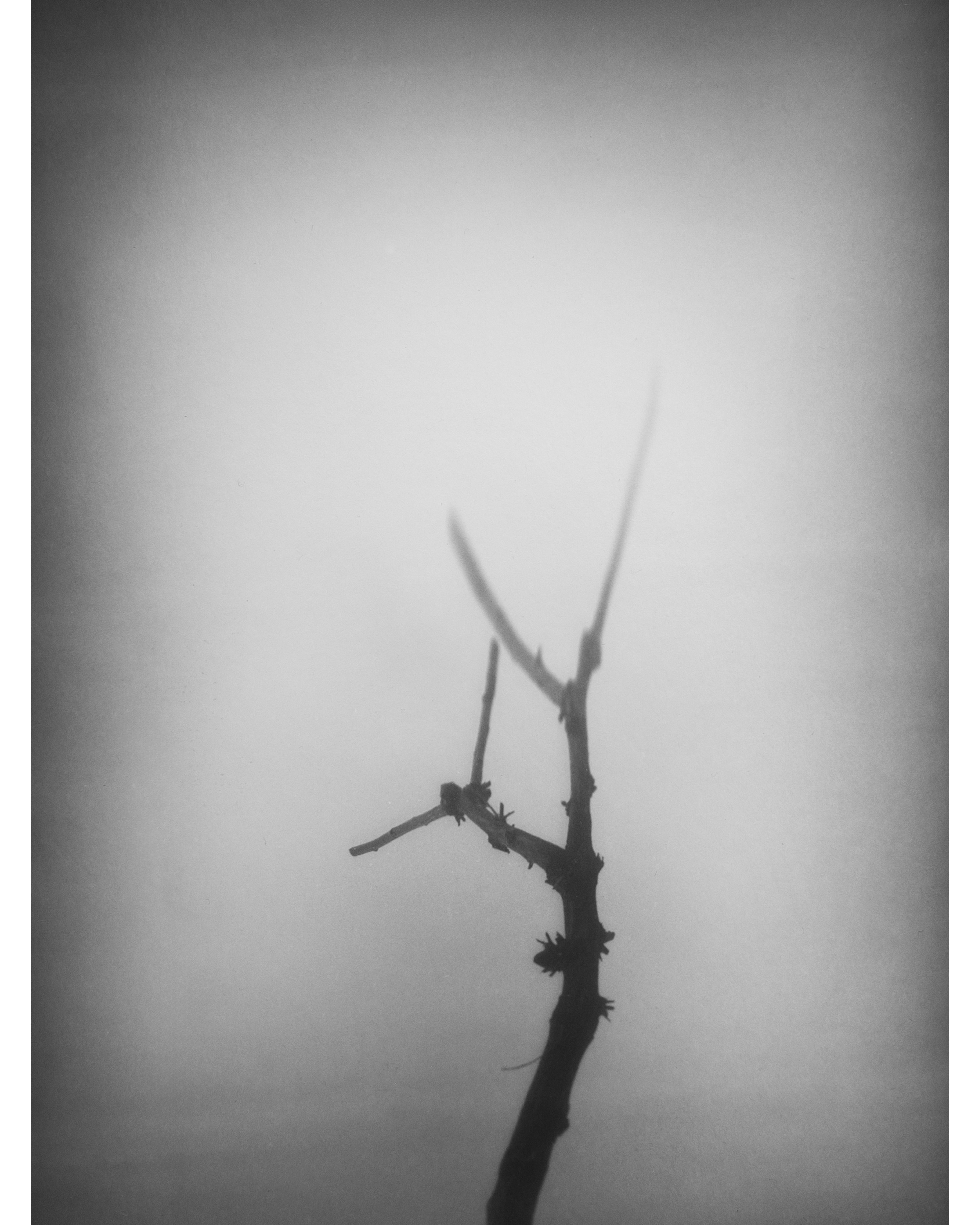 Sina Boroumandi, Untitled, 2025