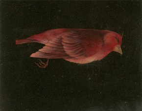 Painting, Nazi Azimi, The Bird, 2022, 68571