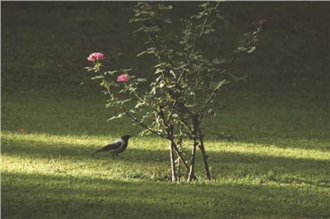 Photography, Abbas Kiarostami, Trees and Crows 62, 2007, 8870