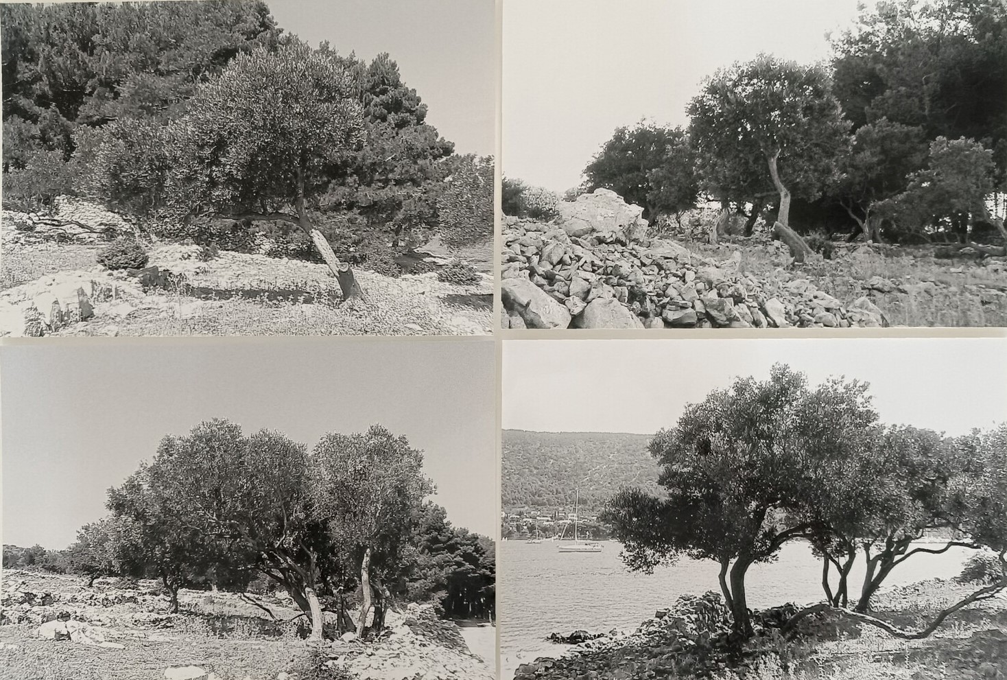 Abbas Gharib, Trees, 2016
