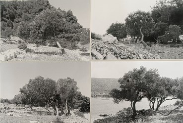 Photography, Abbas Gharib, Trees, 2016, 73018