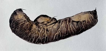 Soniya Salemi, Untitled, 2023, 0