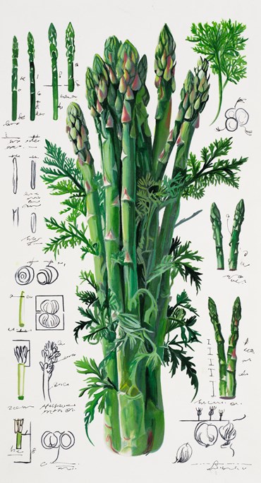 Painting, Elaheh Ramezani, Studying Specimen, Sorted, Serialized: Asparagus, 2024, 83717