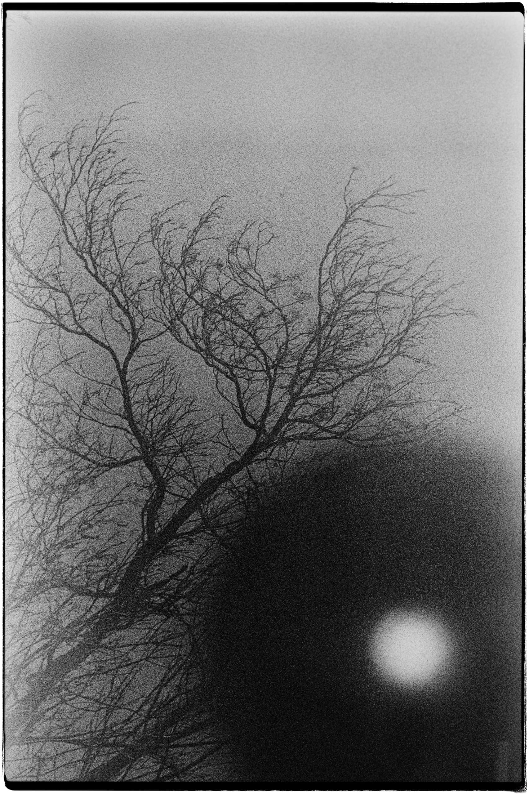 Abbas Babaei, Untitled, 0