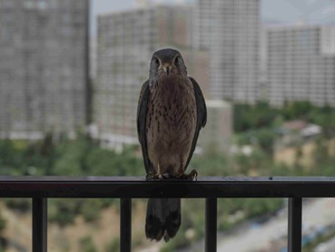 Photography, Newsha Tavakolian, After the Death of My Father in 2019 a Young Hawk Came to My Window Every Day for 6 Months, , 68970