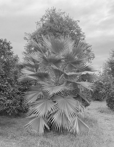 Photography, Mohsen Shahmardi, Untitled, 2017, 78915