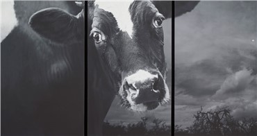 Print and Multiples, Abbas Kiarostami, Crying Bull, 2012, 13329