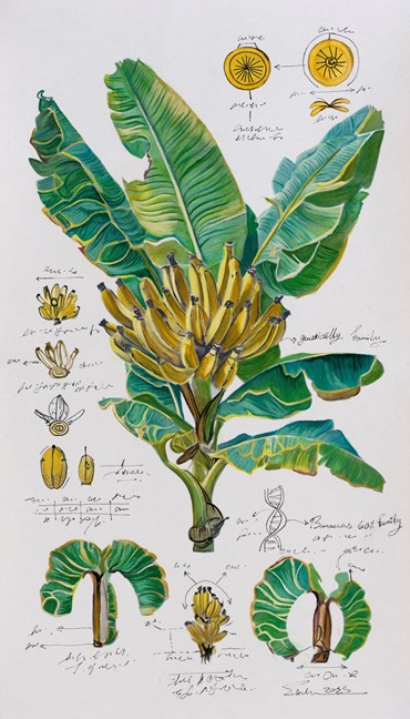 Painting, Elaheh Ramezani, Studying Specimen, Sorted, Serialized: Banana, 2025, 83732