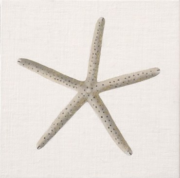 , Maryam Amiryani, Shelter: Starfish, 2024, 76064