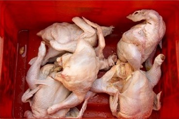 Azadeh Mirzaee, Untitled, 2008, 0