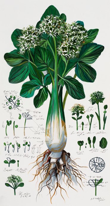 Painting, Elaheh Ramezani, Studying Specimen, Sorted, Serialized: Fava Bean, 2024, 83718