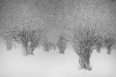 Painting, Mahsa Arabzadeh, Untitled, 2023, 74130