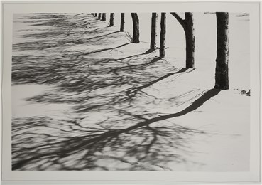 , Abbas Kiarostami, Tree Shades, 2012, 29377