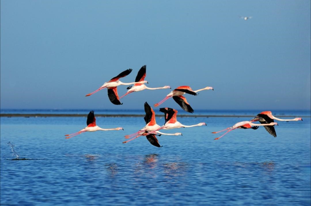 افشین بختیار