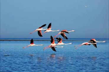 افشین بختیار