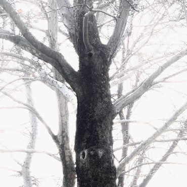 Photography, Kimia Askarian, Untitled, 2023, 76083