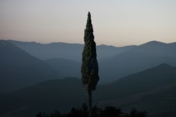 مهدی مقیم نژاد