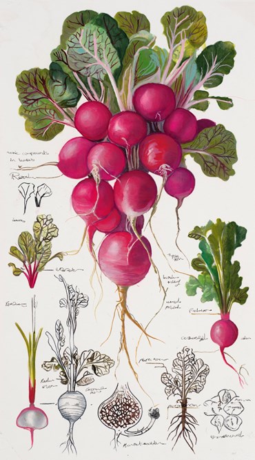 Painting, Elaheh Ramezani, Studying Specimen, Sorted, Serialized: Radish, 2024, 83715