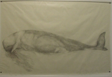 Drawing, Avish Khebrezadeh, Whale, 2009, 72691