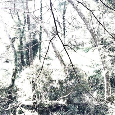 Photography, Kimia Askarian, Untitled, 2023, 76085