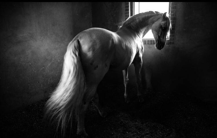 رامش لاهیجی