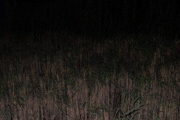 Forugh Taj, Untitled, Number 6 of 41, 2024, 0