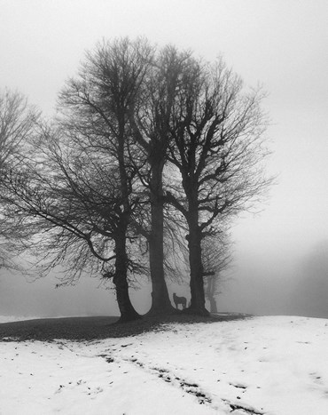 Photography, Mohsen Shahmardi, Untitled, 2021, 78913