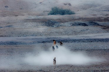 , Matin Jameie, Untitled, , 79993