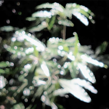 Photography, Kimia Askarian, Untitled, 2023, 76087