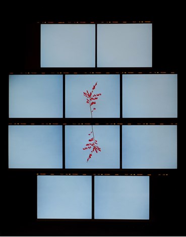 Print and Multiples, Sissi Farassat, Contactsheet 66, 2019, 75081