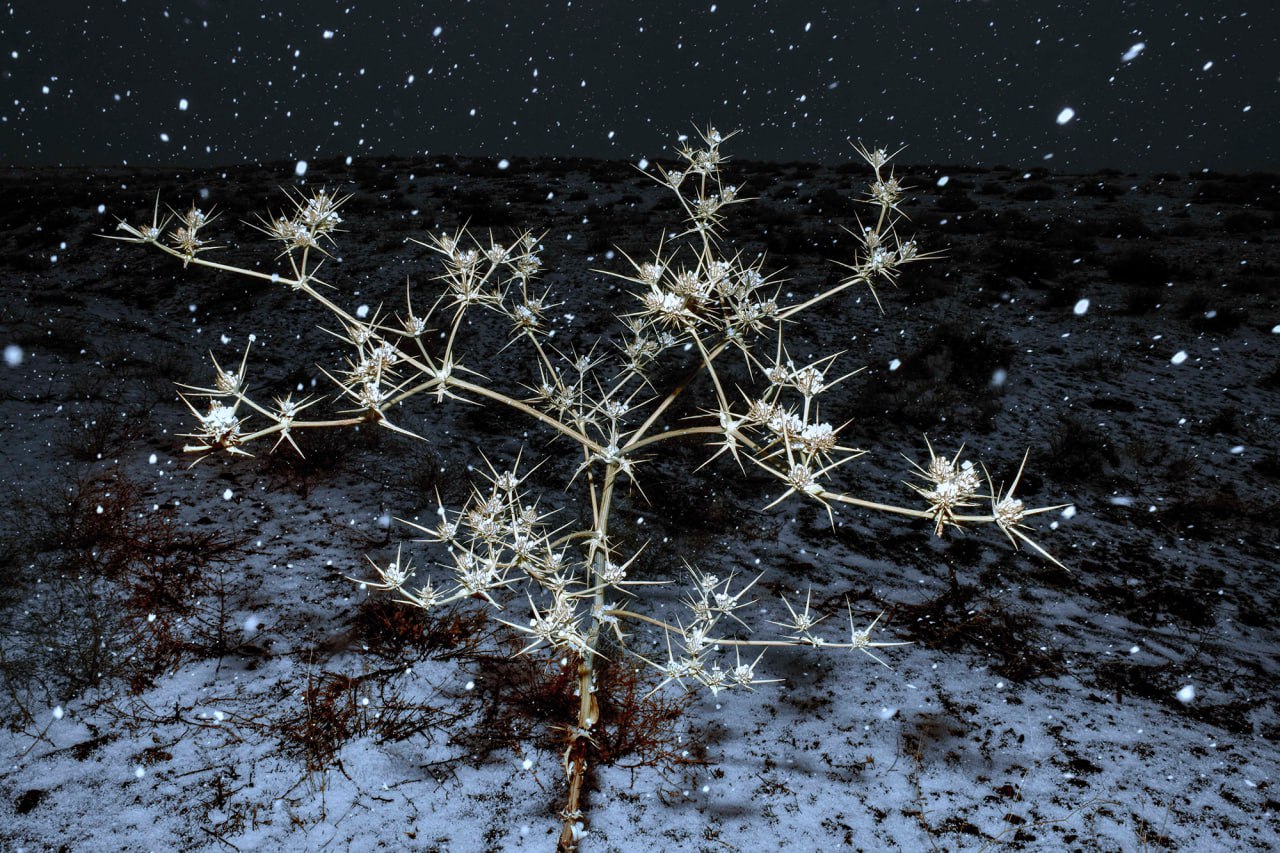 Salar Shams, Thistle and Hideous, 2019