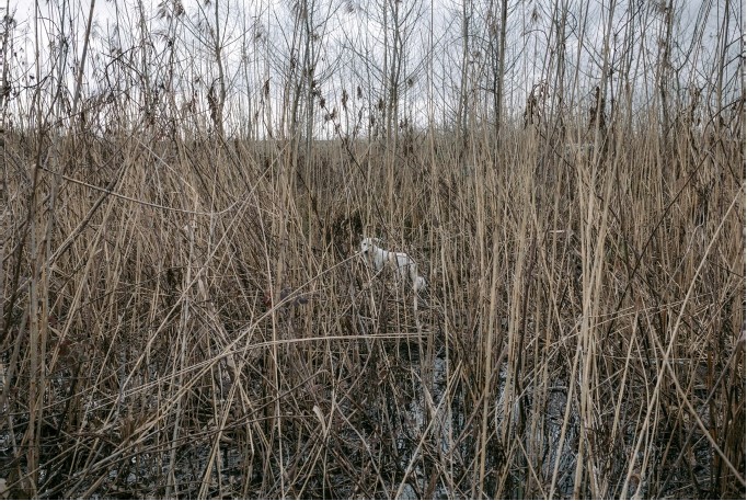 Amirhossein Naeima, Untitled, 2020