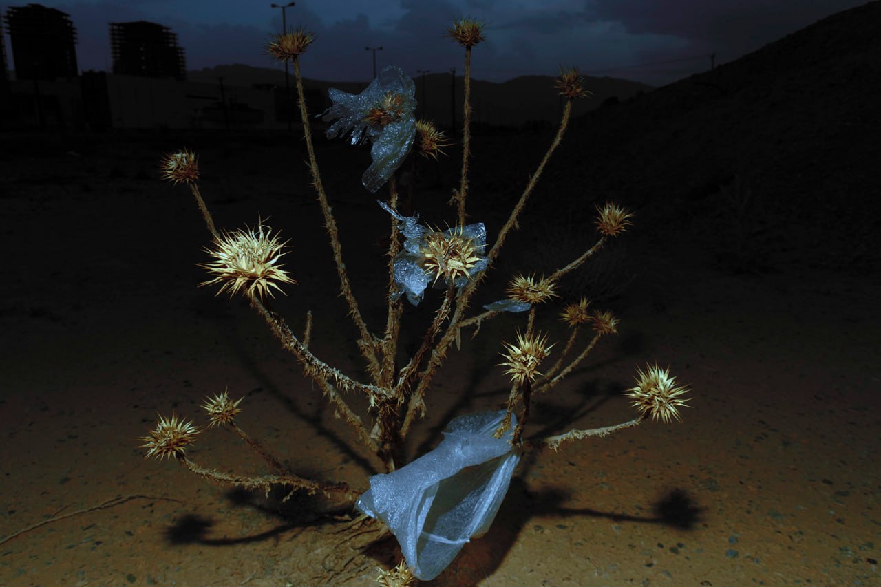 Salar Shams, Thistle and Hideous, 2019