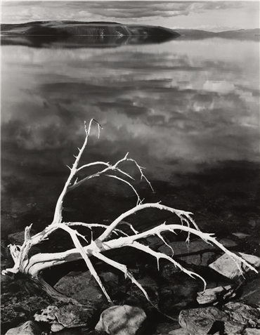 , Ansel Adams, White Branches, Mono Lake, 1950, 23334