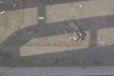 Photography, Mohamad Ashiani, Untitled, , 76379