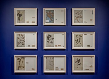 Mixed media, Anahita Norouzi, Arid Florilegium, 2022, 76936